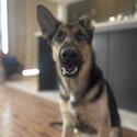 German Shepherd for sale-0