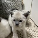 Blue point Siamese kittens-3