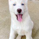 Top Quality Siberian Husky Puppies-3