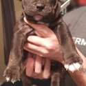 Puppies for sale-4