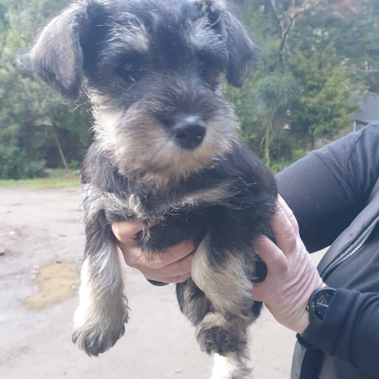 Purebred Miniature Schnauzers