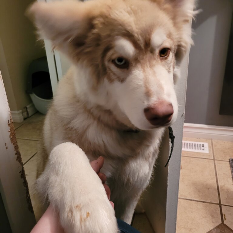 Male malamute puppy