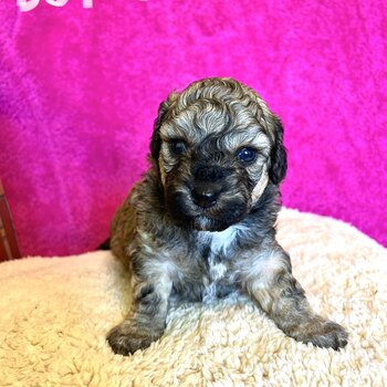 BichonXMalteseXshitzu puppies for sale