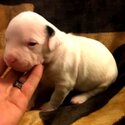 Dogo Argentino and bullybred blue nose pitbull-5