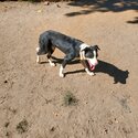 SHYLO - Black White Border Collie-3