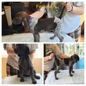 German Shorthaired Pointers for sale -4