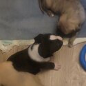 Pitbull &amp; Ridgeback mix puppies-2