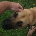 Keen German Shepherd x Shar-Pei, 24 months, vaxed/de-wormed/neutered/chipped-0