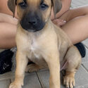 CANE CORSO SHEPPARD MIX PUPPIES-4