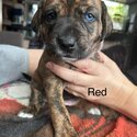  Catahoula Leopard Hound Puppies-5