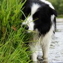 Purebred long haired border collie pups-1