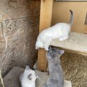 Maine coon kittens -2