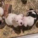 Alapaha Bulldog X American Bulldog puppies-3