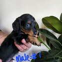 Gorgeous miniature dachshunds-4