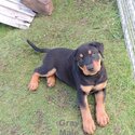 Purebred Rottweiler Puppies-1