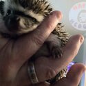 Baby hedgehogs-5