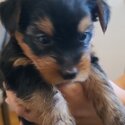 Yorkshire Terriers Puppies-2