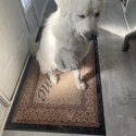 A male white Great Pyrenees -5