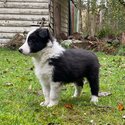 Purebred long haired border collie pups-3