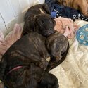 CANE CORSO PUPPIES 9 weeks-4