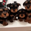 Beautiful Yorkie puppies-0