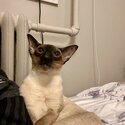 Chocolate Point Wedge Head Siamese Kitten / Cat-0