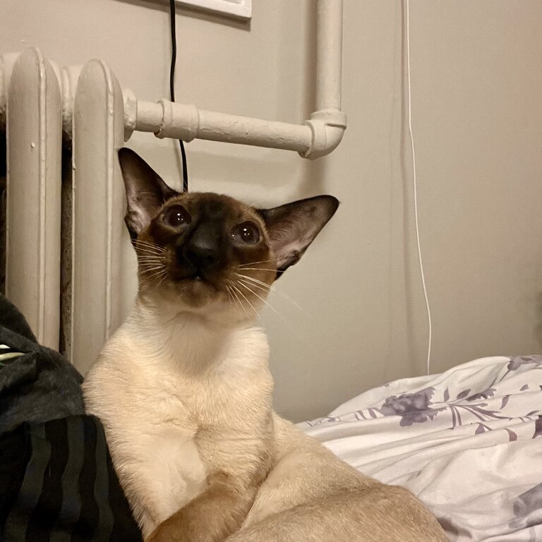 Chocolate Point Wedge Head Siamese Kitten / Cat