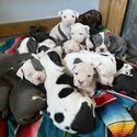 American Pitbull Terrier puppies-1