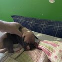 Boxer Puppies Looking For a Family To Love-0