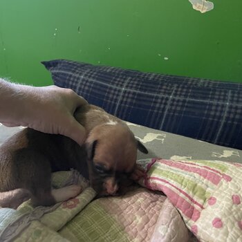 Boxer Puppies Looking For a Family To Love