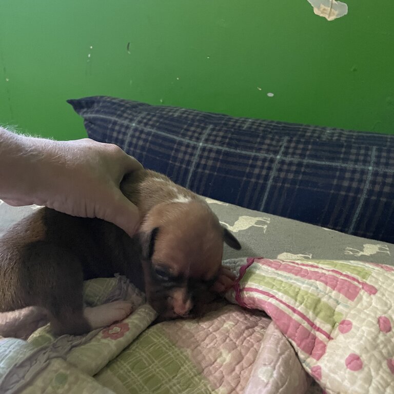 Boxer Puppies Looking For a Family To Love