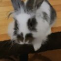 Free 3 month old lion head bunny-0