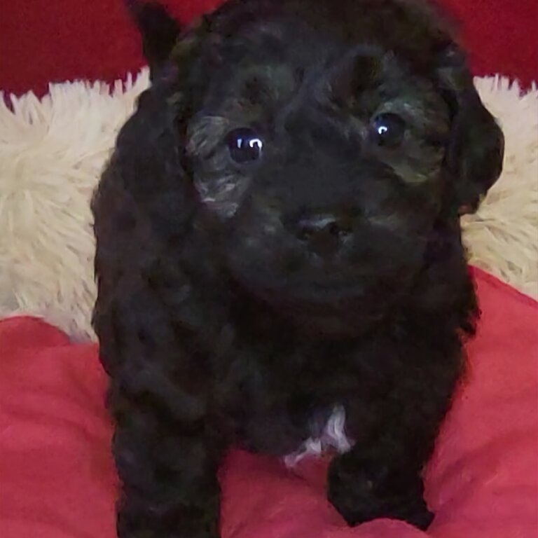 CAVOODLE PUPPIES