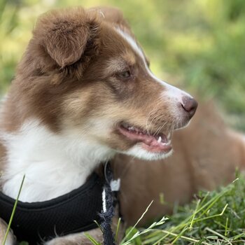 Australian Shepherd Puppy