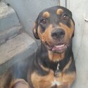 11 month old rottweiler/ Louisiana Catahoula female pup-2