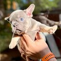 Puppies french bulldog -4