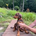 Gorgeous pure Doberman Pinscher puppies-4