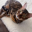 Selling Bengal Kitten -2