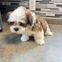 Adorable  Male Yorkie/ Shih Tzus -4