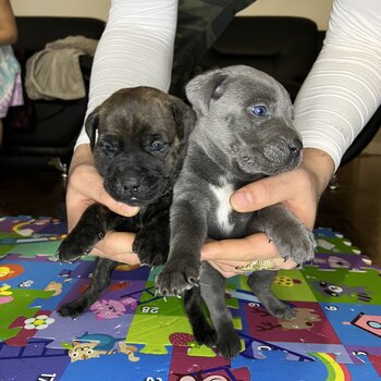 Pure bred cane corso 