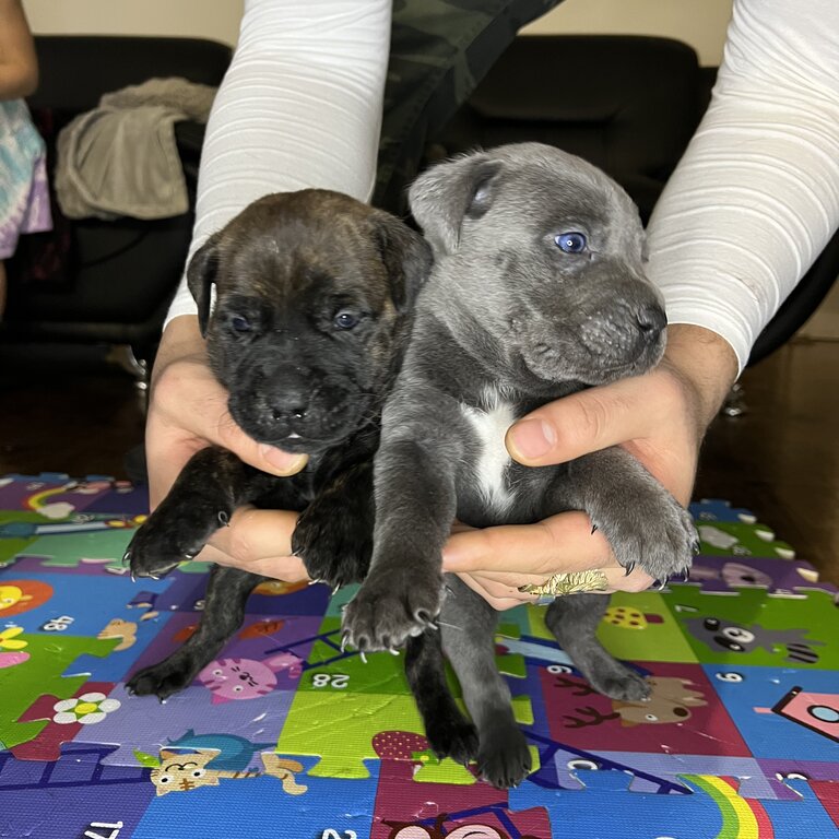 Pure bred cane corso 