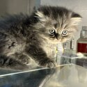 British shorthair X Persian kittens-5