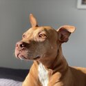 Senior female pitbull -2