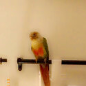 Green cheek and pineapple conure parrots -0