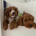 Cavoodles Puppies for adoption  male and female. -3