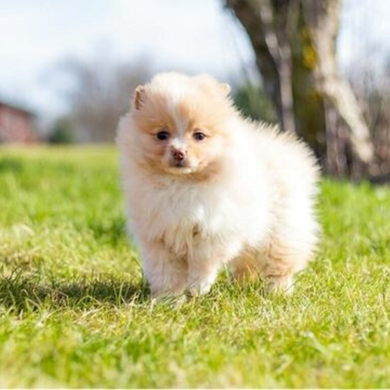 Pomeranian Puppies