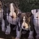 4 pure breed amtaff puppies forsale -3