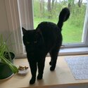 Black loving cat to good home. Will provide food, litter &amp; litter box-1