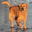 Purebred Golden Retreaver -1