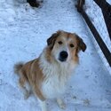 Great Pyrenees x rough collie -1